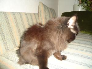 <img300*0:stuff/z/1/MillaVisiting/dsc05875.jpg>