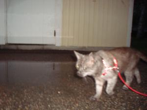<img300*0:stuff/z/1/Mixed%25202010-07-14/DSC01711.JPG>