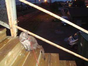 <img300*0:stuff/z/1/Mixed%25202010-07-14/DSC01713.JPG>