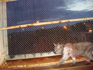 <img300*0:stuff/z/1/Mixed%25202010-07-14/DSC01714.JPG>