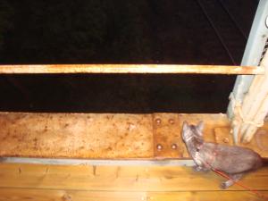 <img300*0:stuff/z/1/Mixed%25202010-07-14/DSC01719.JPG>
