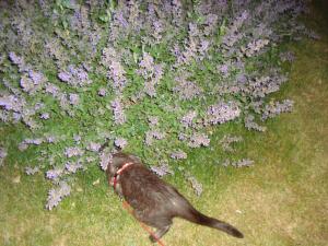 <img300*0:stuff/z/1/Mixed%25202010-07-14/DSC01723.JPG>