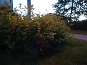 <img300*0:stuff/z/1/MixedStuff/dsc05008.jpg>