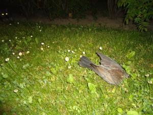 <img300*0:stuff/z/1/MixedStuff/dsc05010.jpg>