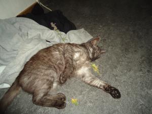 <img300*0:stuff/z/1/MixedStuff/dsc05011.jpg>