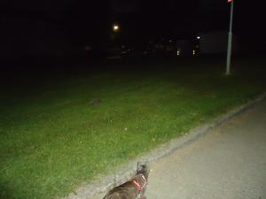 <img300*0:stuff/z/1/MixedStuff/dsc05012.jpg>
