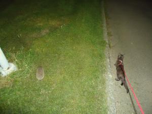 <img300*0:stuff/z/1/MixedStuff/dsc05013.jpg>