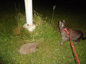 <img300*0:stuff/z/1/MixedStuff/dsc05015.jpg>