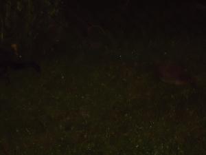 <img300*0:stuff/z/1/MixedStuff2012-07-28/DSC06857.JPG>
