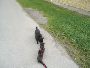 <img300*0:stuff/z/1/MixedStuff2012-08-22/DSC06920.JPG>