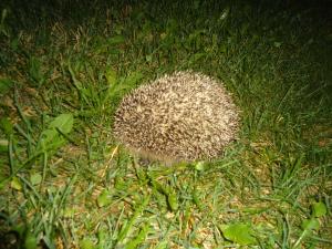 <img300*0:stuff/z/1/MixedStuff2013-08-23/DSC08735.JPG>