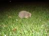 Monday2009-08-17
