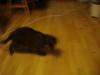 Moth Playing