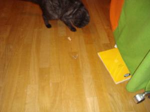 <img300*0:stuff/z/1/Moth%2520Playing/DSC04822.JPG>