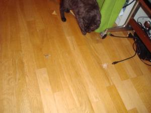 <img300*0:stuff/z/1/Moth%2520Playing/DSC04823.JPG>