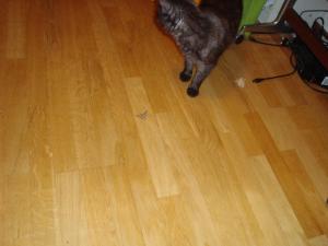 <img300*0:stuff/z/1/Moth%2520Playing/DSC04824.JPG>