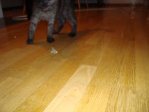 <img300*0:stuff/z/1/Moth%2520Playing/DSC04825.JPG>