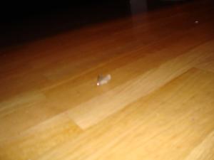 <img300*0:stuff/z/1/Moth%2520Playing/DSC04826.JPG>