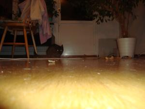 <img300*0:stuff/z/1/Moth%2520Playing/DSC04828.JPG>