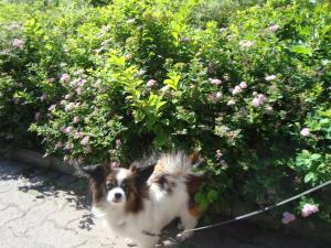 <img300*0:stuff/z/1/Norra%2520Jarnvagsgatan%2520i%2520Ljusdal/DSC01544.JPG>