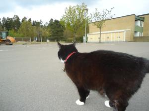<img300*0:stuff/z/1/NotGoingToTheKravall/dsc04512.jpg>
