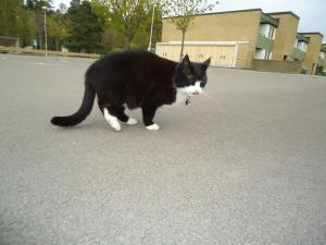 <img300*0:stuff/z/1/NotGoingToTheKravall/dsc04513.jpg>