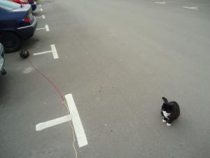 <img300*0:stuff/z/1/NotGoingToTheKravall/dsc04514.jpg>