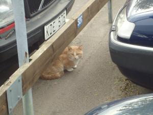 <img300*0:stuff/z/1/NotGoingToTheKravall/dsc04515.jpg>