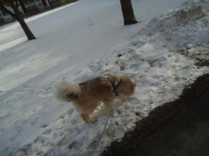 <img300*0:stuff/z/1/Piike2013-02-26/DSC07812.JPG>