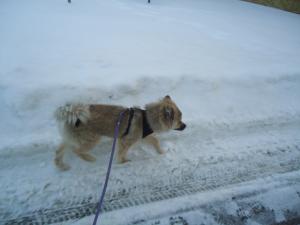 <img300*0:stuff/z/1/PiikkeAgain/i1354906541_1.jpg>
