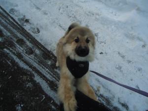 <img300*0:stuff/z/1/PiikkeAgain/i1354906541_2.jpg>