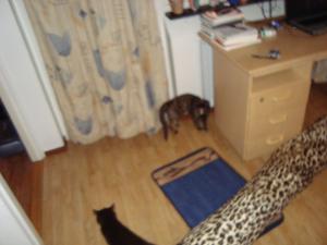 <img300*0:stuff/z/1/Riikka/DSC06139.JPG>