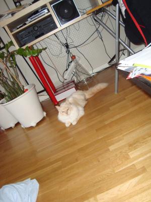 <img300*0:stuff/z/1/SOF2009Cortege/DSC03700.JPG>