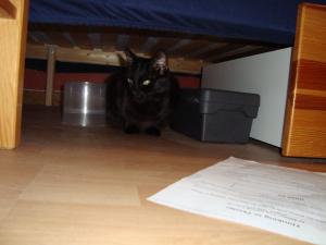 <img300*0:stuff/z/1/Sa2009-02-21/DSC00733.JPG>