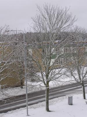 <imgl300*0:stuff/z/1/Snowy%2520trees/p1010003.jpg>