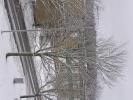 Snowy trees