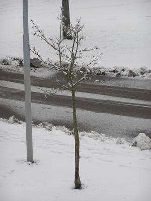 <imgl300*0:stuff/z/1/Snowy%2520trees/p1010004.jpg>