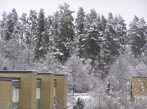 <img300*0:stuff/z/1/Snowy%2520trees/p1010005.jpg>