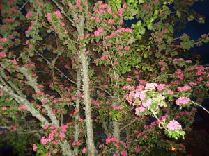 <img300*0:stuff/z/1/SommarX2012/DSC06700.JPG>