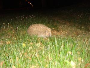 <img300*0:stuff/z/1/Susie/DSC01517.JPG>