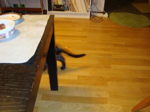 <img300*0:stuff/z/1/Testimgs/DSC00340.JPG>