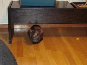 <img300*0:stuff/z/1/Testimgs/DSC00341.JPG>