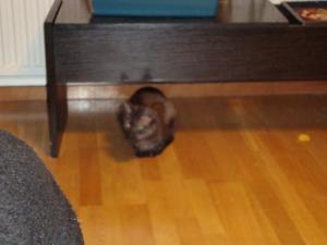 <img300*0:stuff/z/1/Testimgs/DSC00342.JPG>