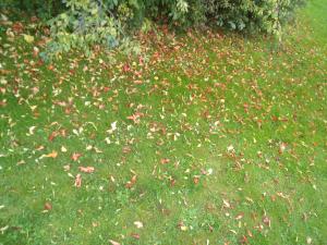 <img300*0:stuff/z/1/Tuesday2011-10-04/dsc05547.jpg>