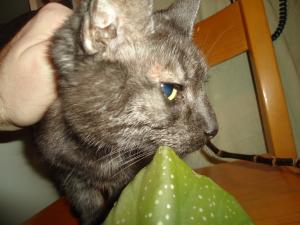 <img300*0:stuff/z/1/Tuesday2012-02-07/dsc06070.jpg>