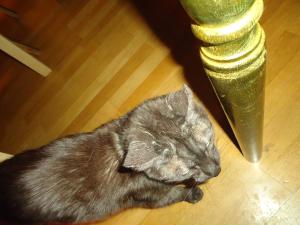 <img300*0:stuff/z/1/Tuesday2012-02-07/dsc06071.jpg>