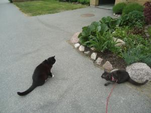 <img300*0:stuff/z/1/Tuesday2012-05-29/DSC06670.JPG>