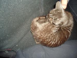 <img300*0:stuff/z/1/Tuesday2012-09-18/DSC07021.JPG>