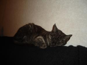 <img300*0:stuff/z/1/TuesdayWithFriends/DSC06378.JPG>