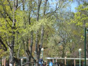 <img300*0:stuff/z/1/Valborg2009/DSC02329.JPG>
